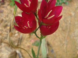 Geissorhiza erosa anthers cream